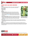 Heat Stress in Corn